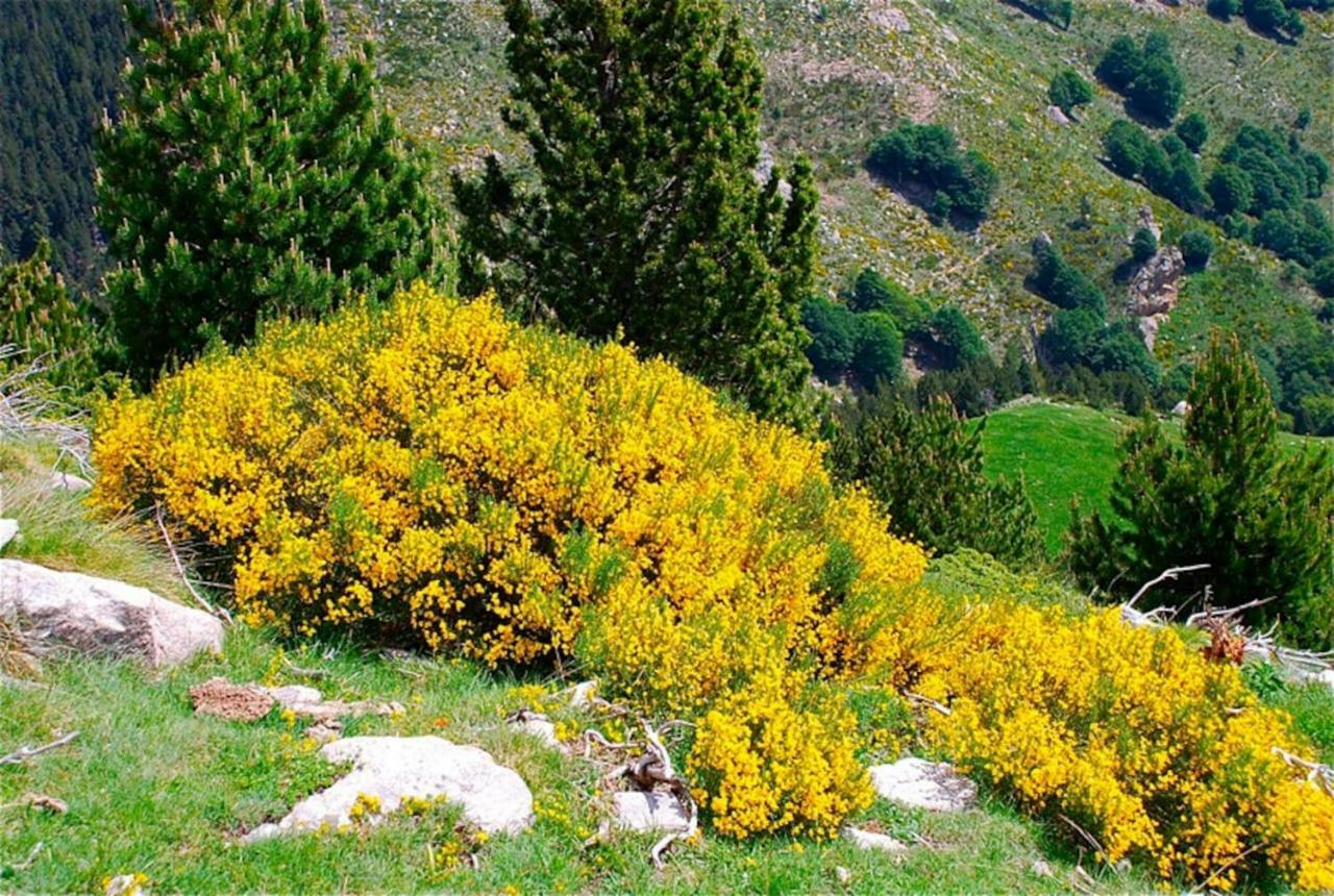 Naturaleza y aire puro en el Pirineo oriental en una bonita casa rural de piedra Prats-de-Mollo-la-Preste Exterior foto